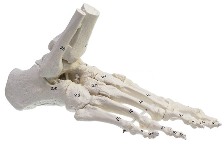 Knoglefod med elastik, Nummereret