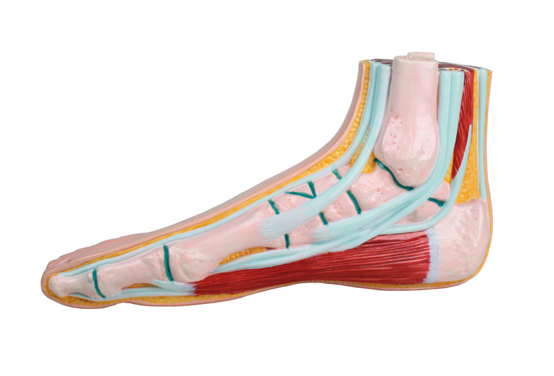 Modelfod, Normal fod