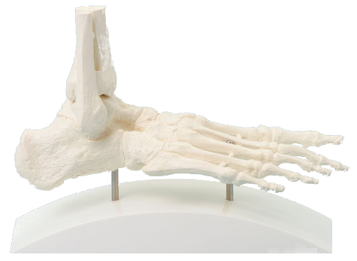 Knoglefod, Monteret på stand